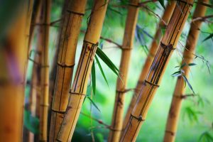 bamboo stalks