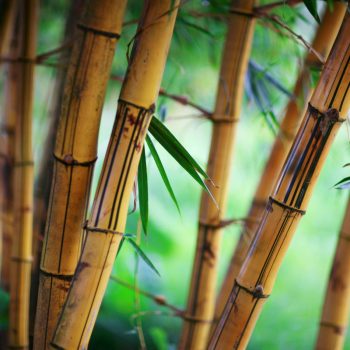 bamboo stalks