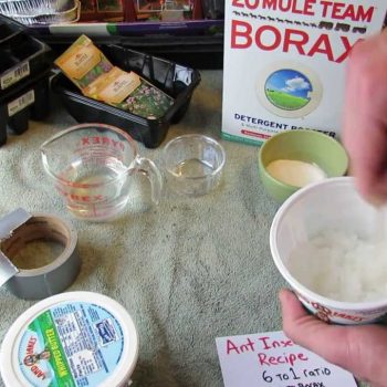 making ant trap with borax