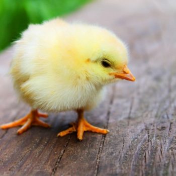 baby chicken